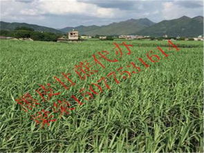 博白縣三灘鎮榮生農副產品購銷部詳情介紹